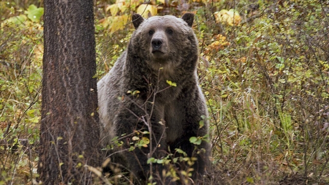 A sow grizzly bear spotted near Camas, in northwestern Montana.