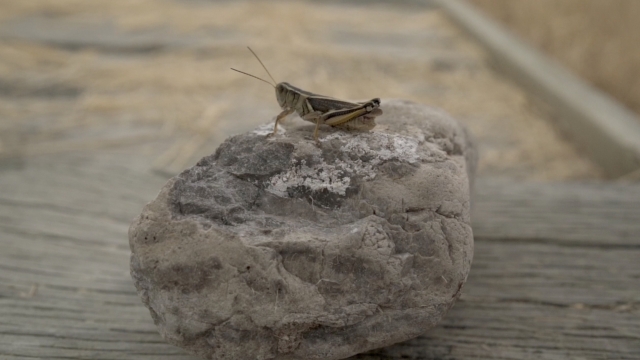 Grasshopper sits on rock