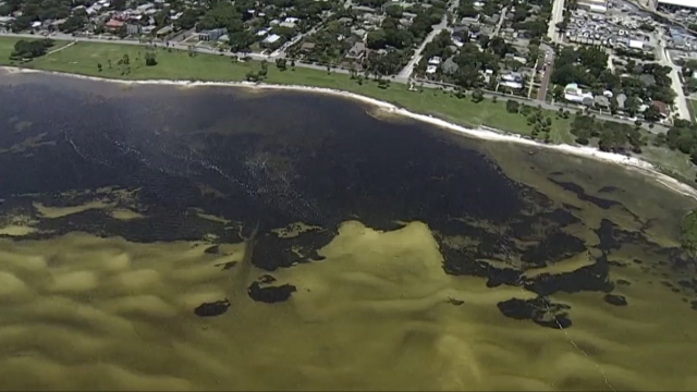 Aerial photo shows algal blooms.
