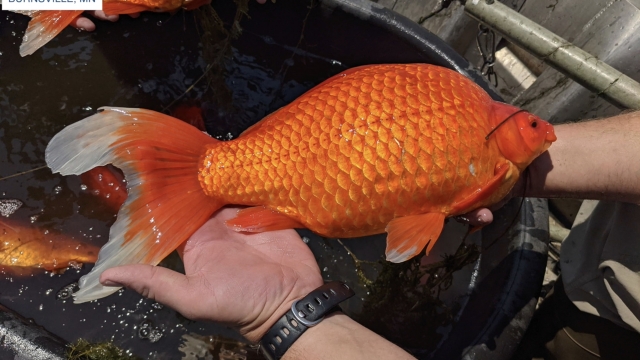 Giant goldfish