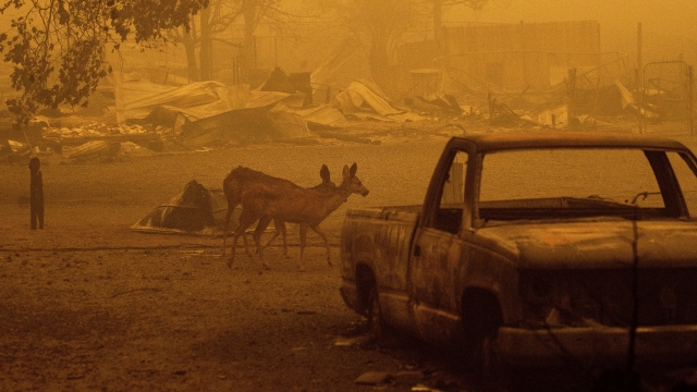 Deer wander among homes and vehicles destroyed by the Dixie Fire in the Greenville community of Plumas County, Calif.