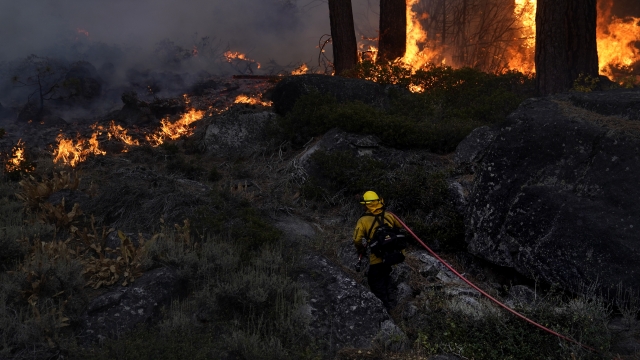 A firefighter carries a water hose toward a spot fire from the Caldor Fire near South Lake Tahoe on Sept. 2, 2021.