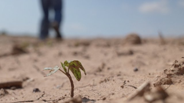 A plant sprouts in dry soil.