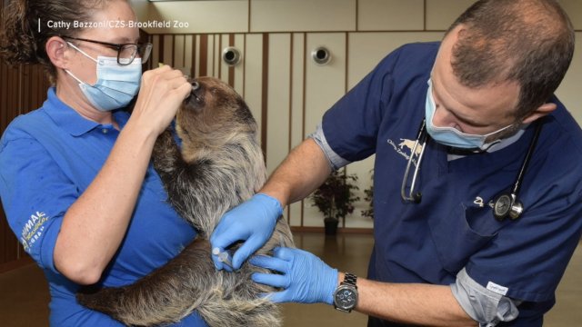 Zoo workers vaccinate sloth