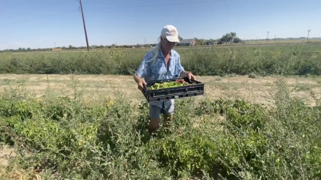 Man gathers peppers in field
