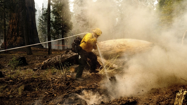 A firefighter hoses down a hot spot in Sequoia National Forest, California.