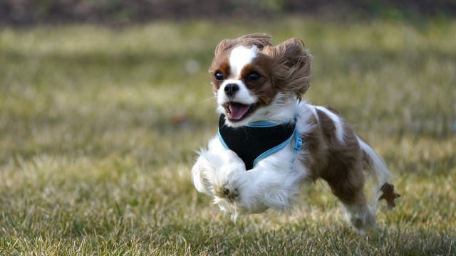 A 2-year-old Cavalier King Charles Spaniel runs while playing with its owners