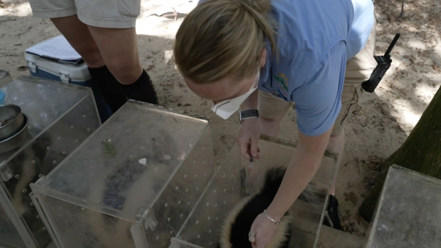 A veterinarian prepares to give the COVID vaccine to some skunks.