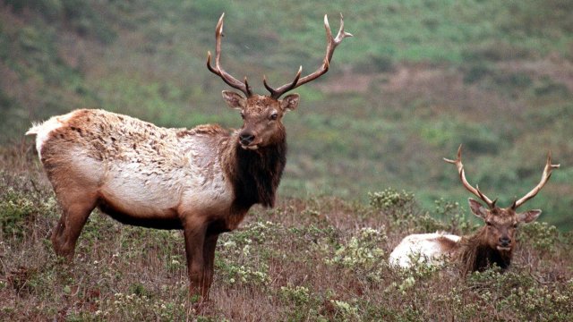 A Megadrought Is Killing Protected Elk In California