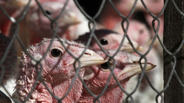 A photo of caged turkeys looking through a fence on a poultry farm.