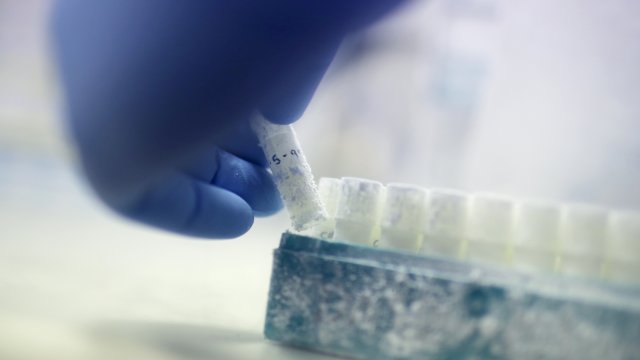Vials of frozen donor sperm samples