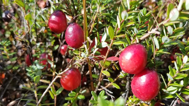 Cranberries grow on a plant