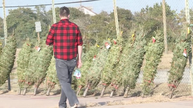 A man walks past a row of wrapped Christmas trees.