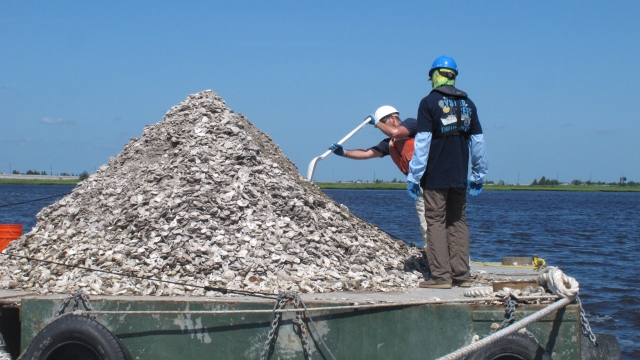 Clam and oyster shells are dumped into the water