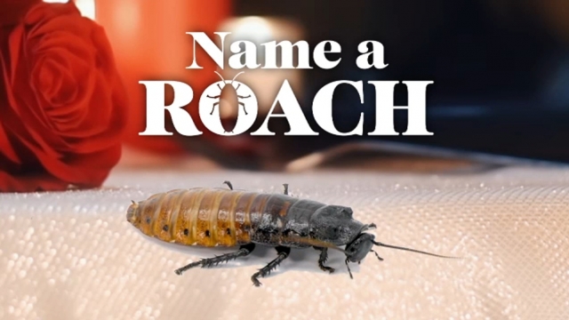 Name a Roach Bronx Zoo