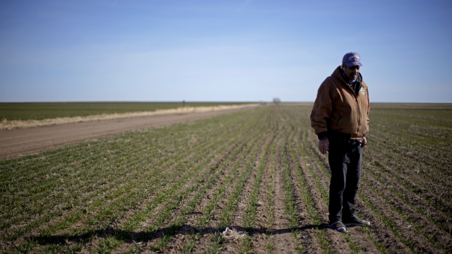 A Black man stands in a field on his farm.