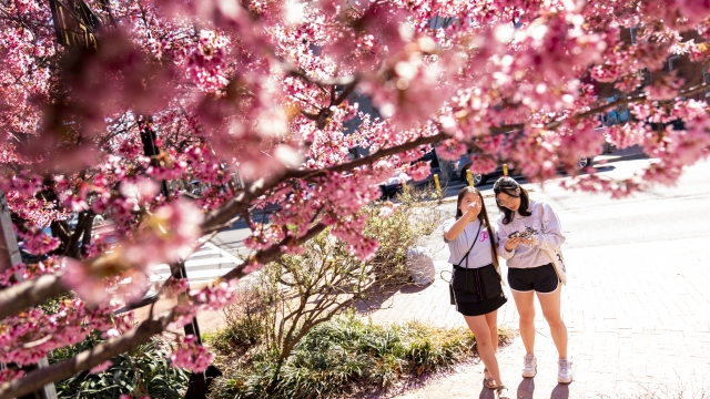 Two women admire cherry blossoms in a neighborhood in Washington, DC