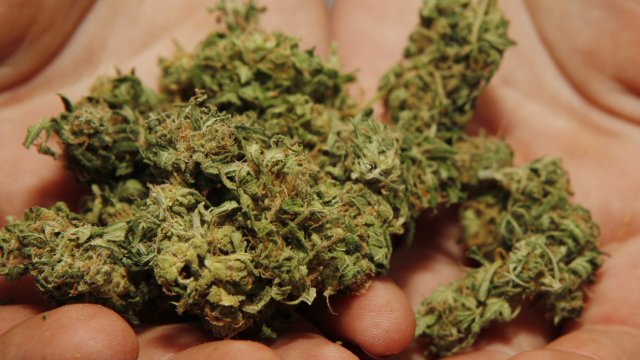 Handful of marijuana.