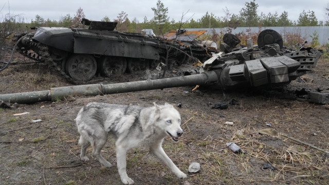 A dog runs by a Russian tank destroyed in the village of Dmytrivka close to Kyiv, Ukraine.