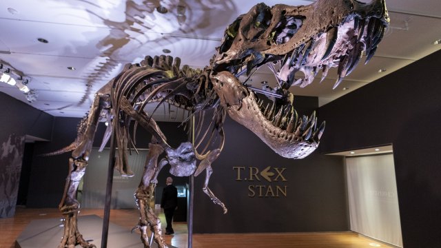 A Tyrannosaurus rex fossil