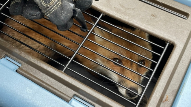 A captured fox in a crate
