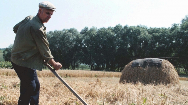 A Ukrainian farmer harvests wheat crop on his farm.