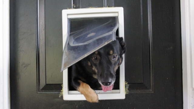 A dog goes out of a dog door.