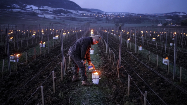 Winemaker lights anti-frost candles in a vineyard