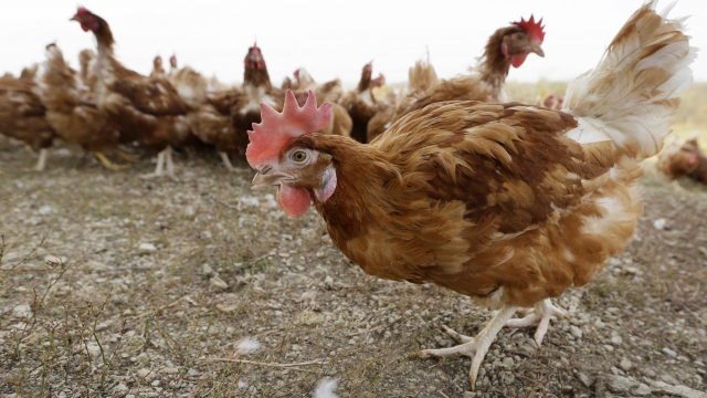 Cage-free chickens walk in a fenced pasture at an organic farm