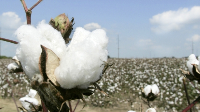 Cotton grows in a field
