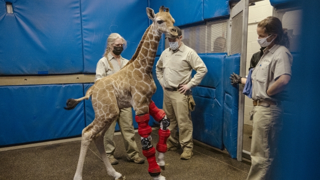 Msituni, a giraffe calf born with an unusual disorder that caused her legs to bend the wrong way.