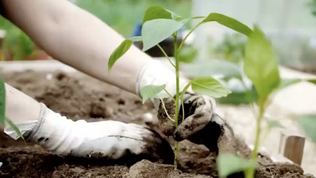 A gardener places a plant in the ground.
