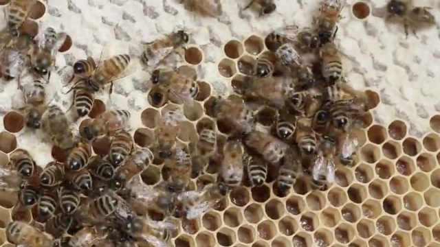 Losing Bees Could Have Huge Implications For The Environment