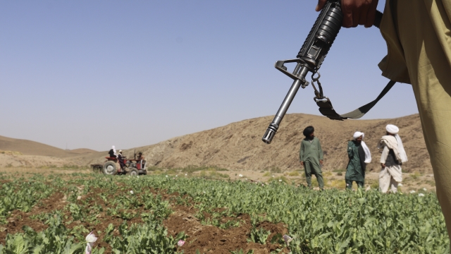 Taliban eradicate a poppy field in Afghanistan