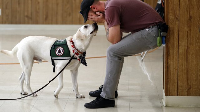 An Army veteran and his support dog