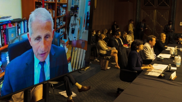 Dr. Anthony Fauci, Director of the National Institute of Allergy and Infectious Diseases, testifies virtually during hearing.