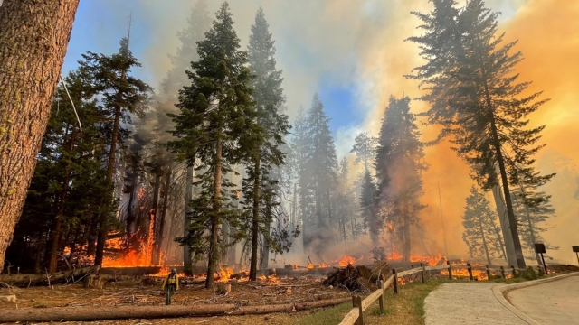 Firefighter walks near the Mariposa Grove as the Washburn Fire burns in Yosemite National Park.