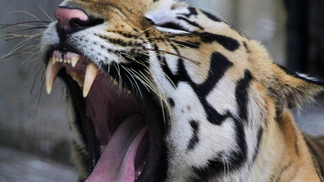 A tiger yawns