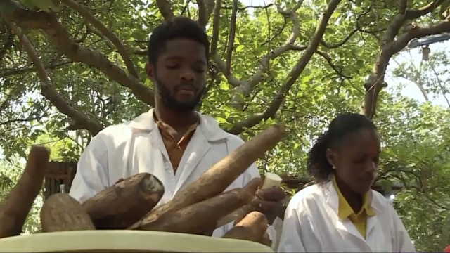 University of Kinshasa students cutting up cassava, a root vegetable