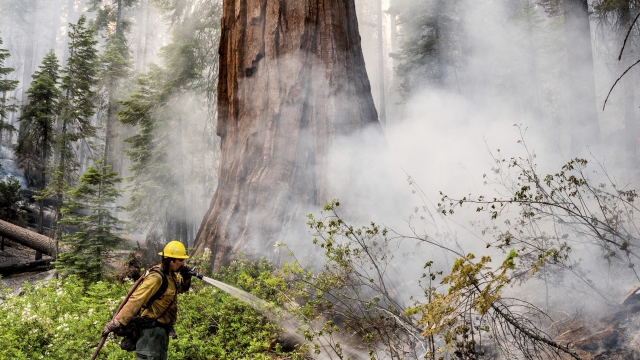 A firefighter protects a sequoia tree as the Washburn Fire burns