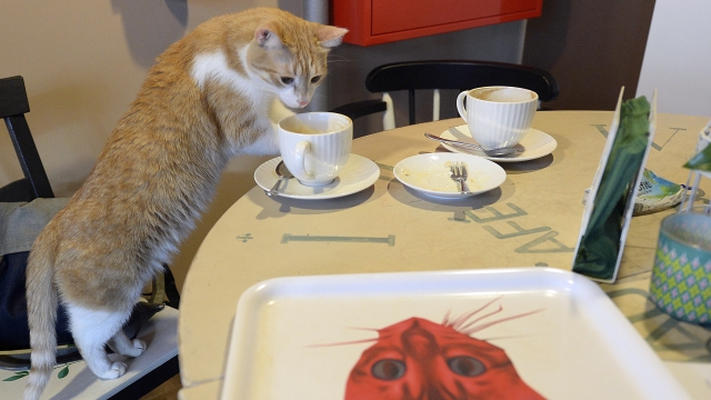 One of seven cats that keep the company of the visitors at a new "Miau Cafe."