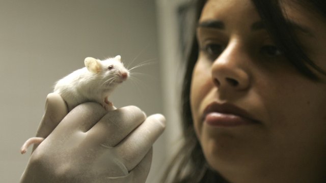Why We Experiment On Animals (VIDEO)