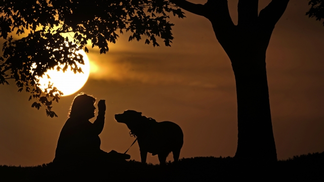 A person plays with a dog at sunset.