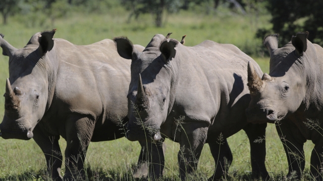 Three rhinos line up at the Welgevonden Game Reserve in the Limpopo province, South Africa