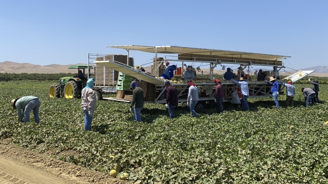 Farmworkers pick and pack melons.