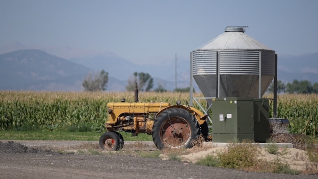 Tractor on a corn farm