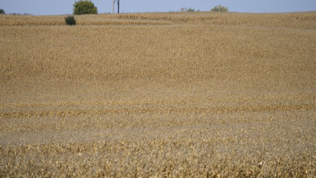 U.S. corn crops