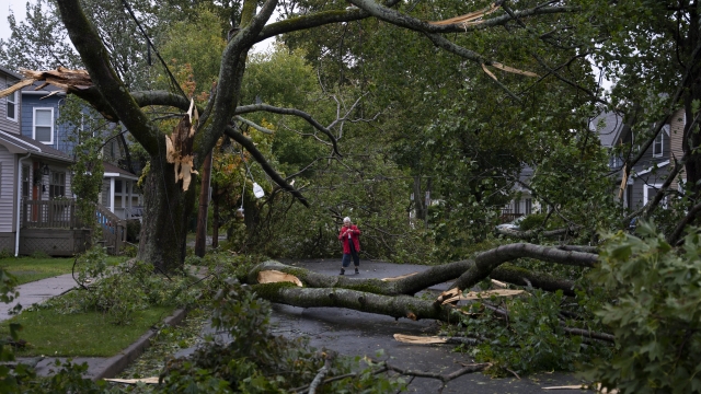 A woman surveys fallen trees on a road due to Fiona.
