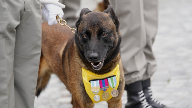 A French soldier with his dog Olaf who is wearing a vest with medals.