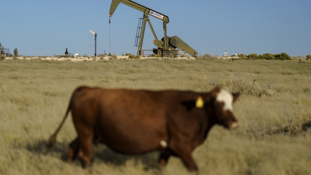 A cow walks through a field as an oil pumpjack and a flare burning off methane and other hydrocarbons stand in the background